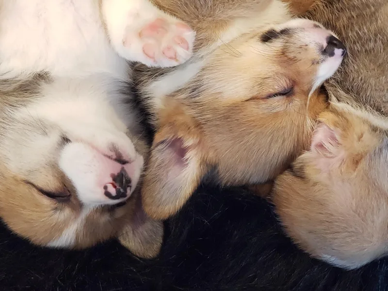 Best Friend Corgi
