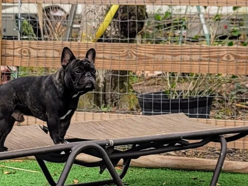 Best Friend Frenchies, LLC