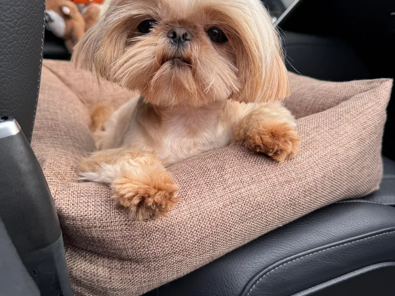 Best Friend Shih Tzu Co.