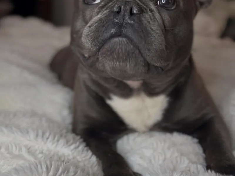 Best Friend standard Frenchies