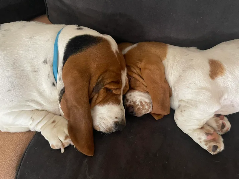 Best Friends Bassets