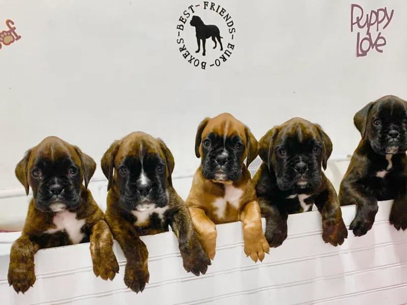 Best Friends Euro Boxers (BFEBK)