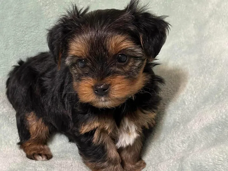 Best Friends Yorkies