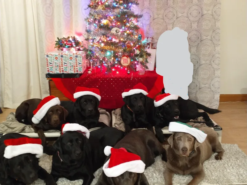 Best Kept Labs, Air Dogs &amp; Training, LLC