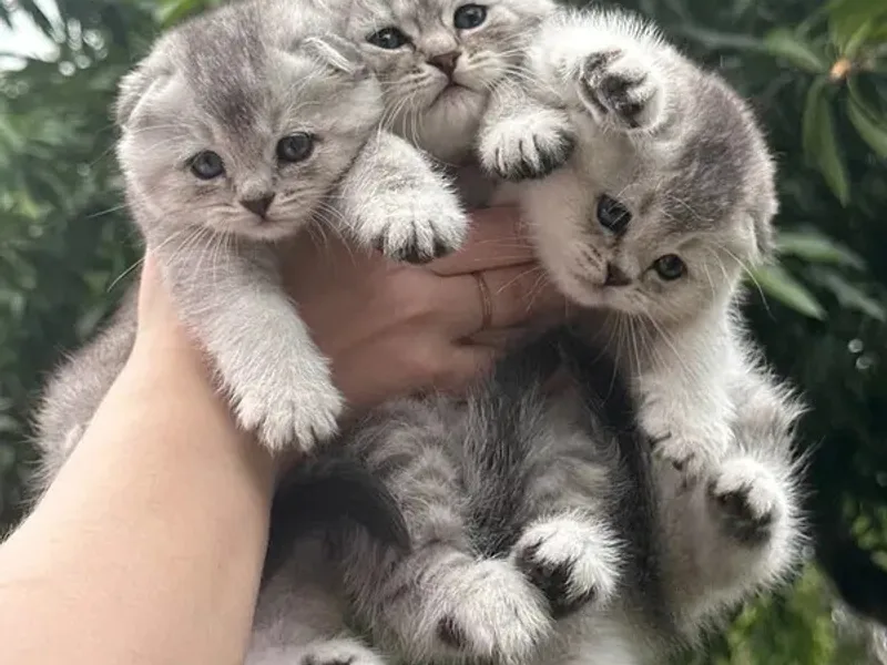 BestKitty