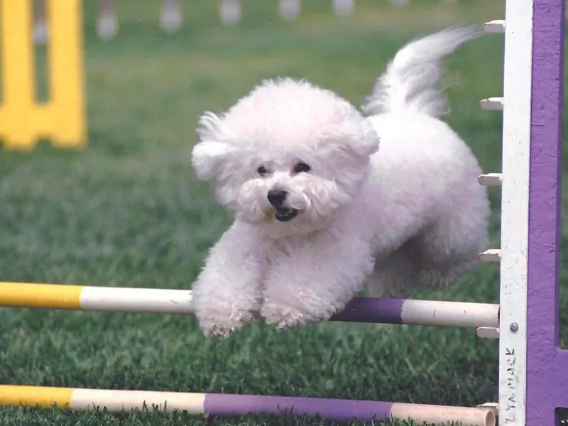 Bestow Champion Bichons