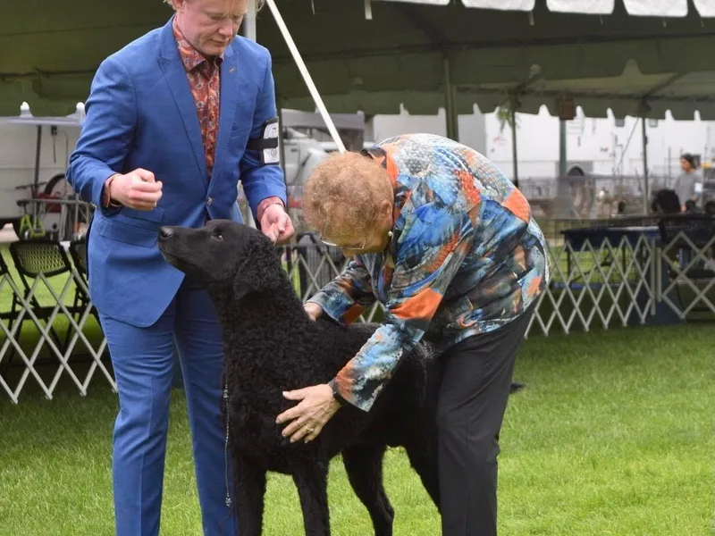Betacoil Curly Coated Retrievers photo 1
