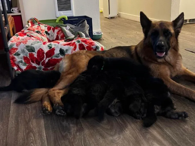 Beth Ceron's German Shepherds