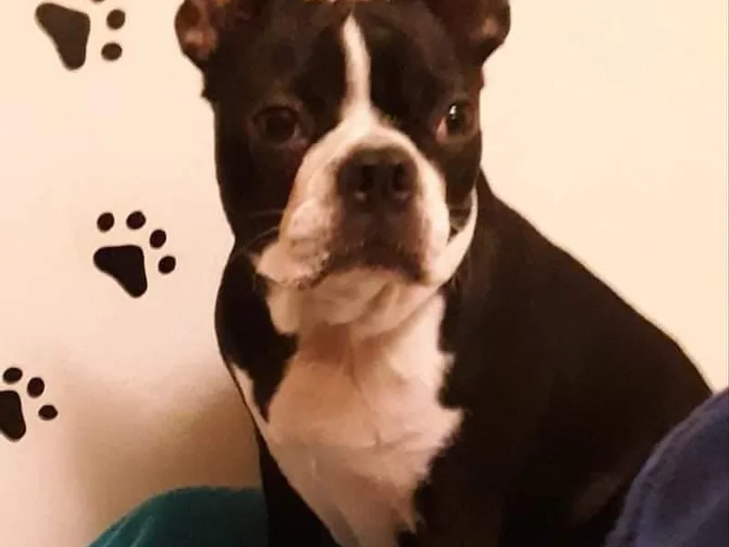 Beth's Boston Terriers