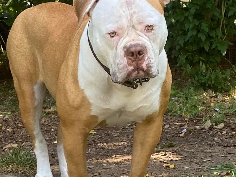 Beth’s Bullys photo 1