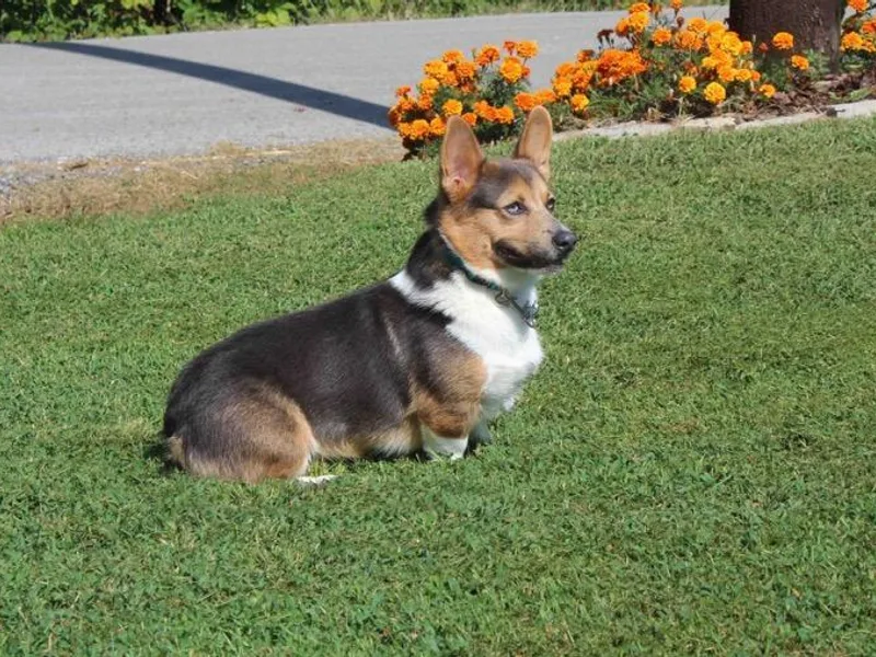 Beth's Pawsitivley Corgis