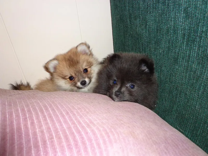 Beth's Pomeranians