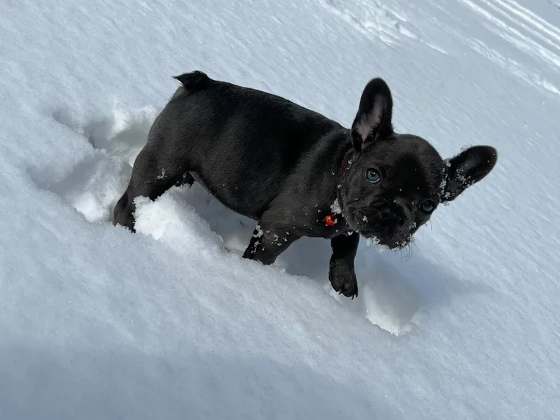 Beth’s Precious Dachshunds and Frenchies
