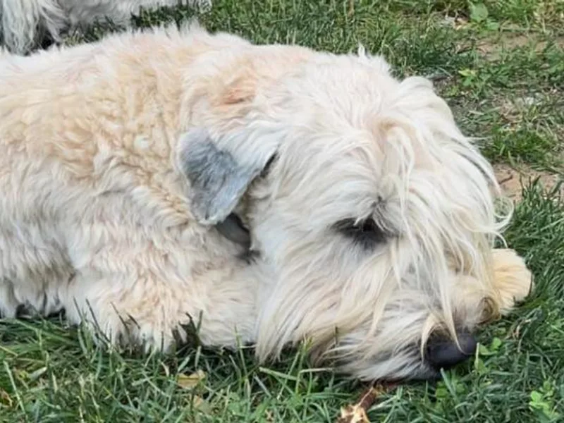 Beth's Soft Coated Wheaten Terriers