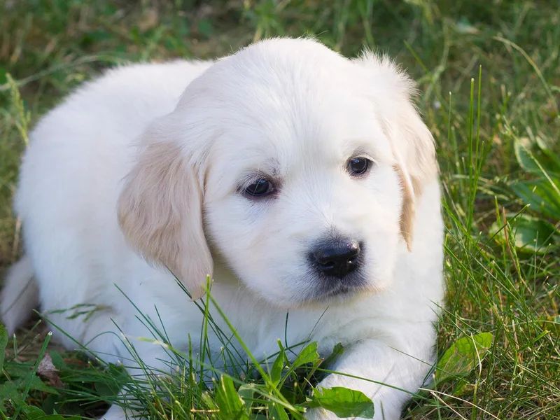 Bethany Hills Goldens