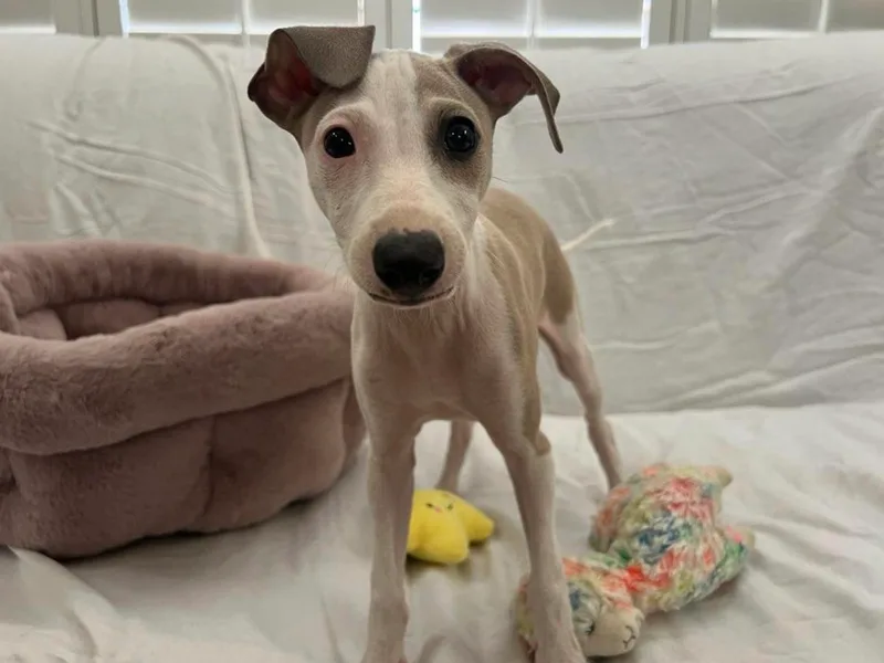 Bethany's Italian Greyhounds
