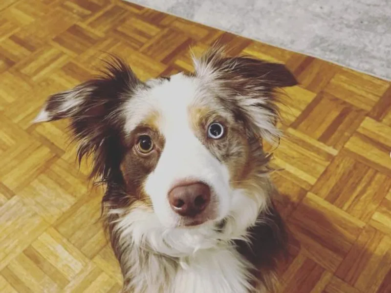 Bethany's Mini Aussie Pups