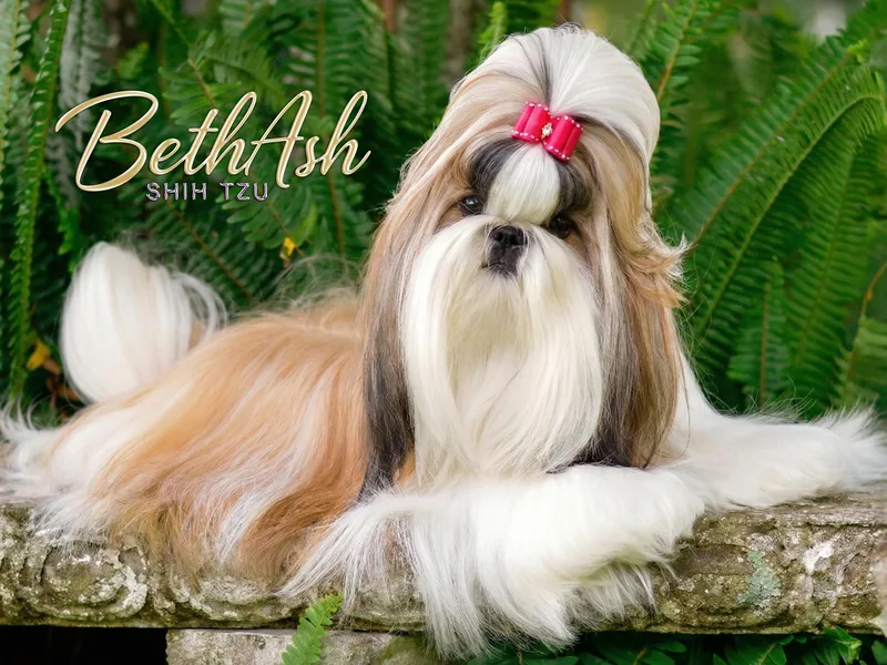 BethAsh Shih Tzu