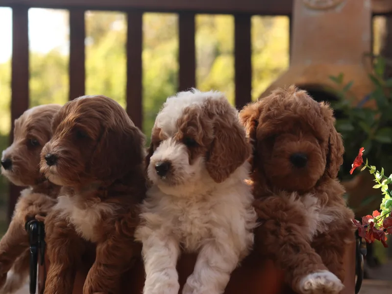 Bethel Stream Goldendoodles