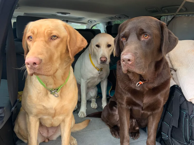 Bethel Woods Kennels