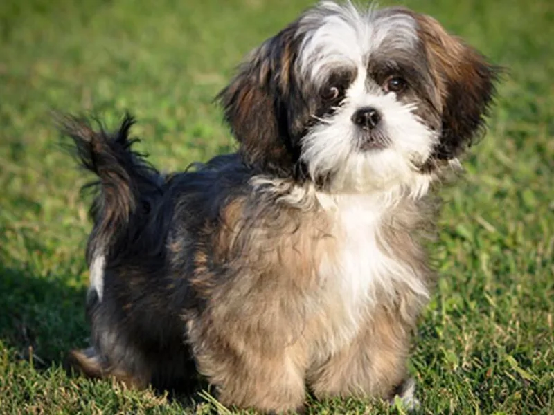Better Bred Shih-tzu