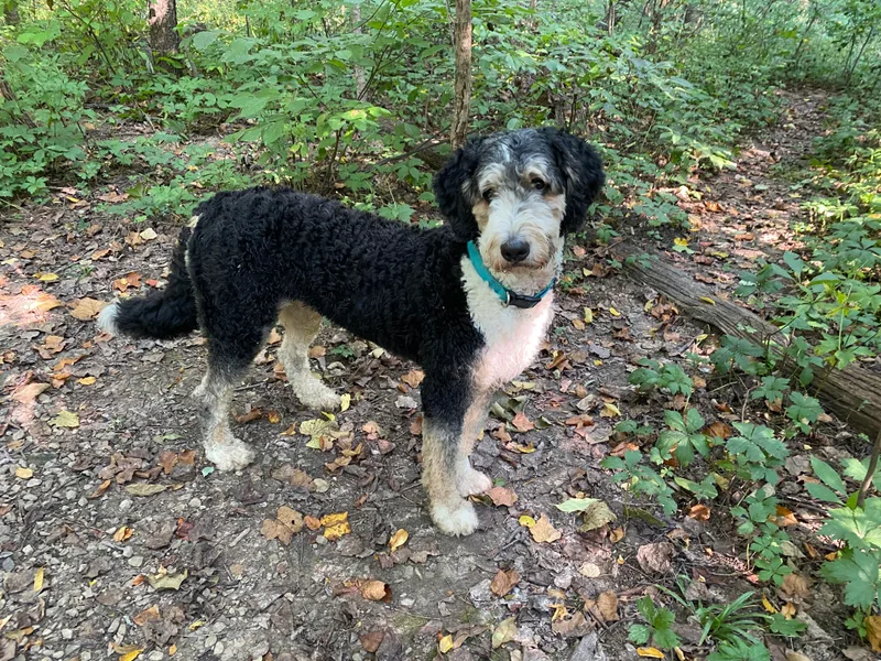 Better Day Bernedoodles