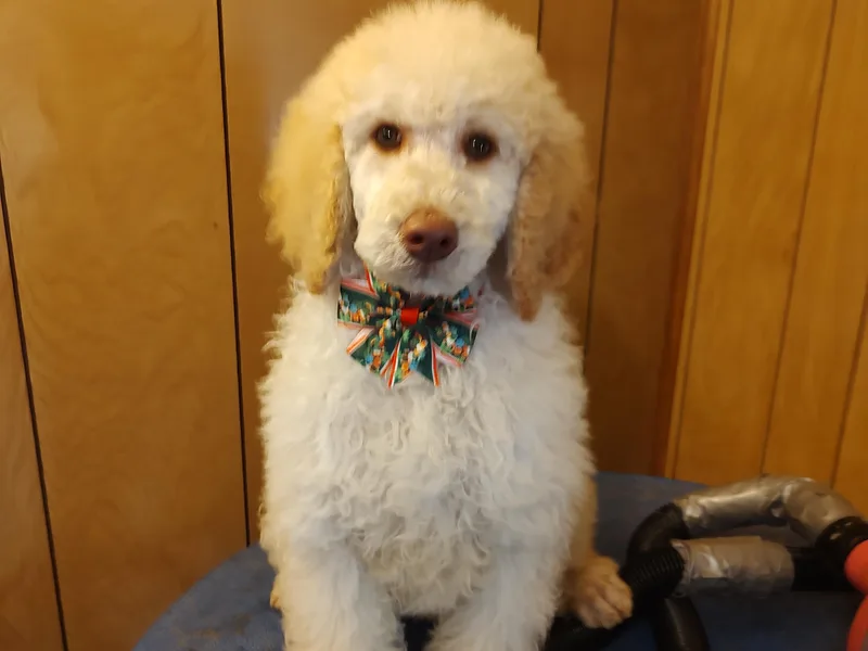 Bettna standard poodle