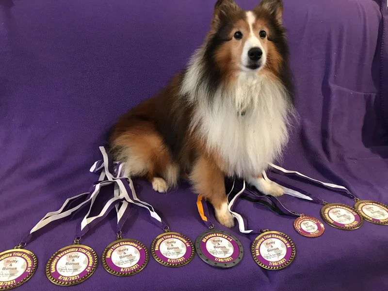 Betty Carter's Shetland Sheepdogs