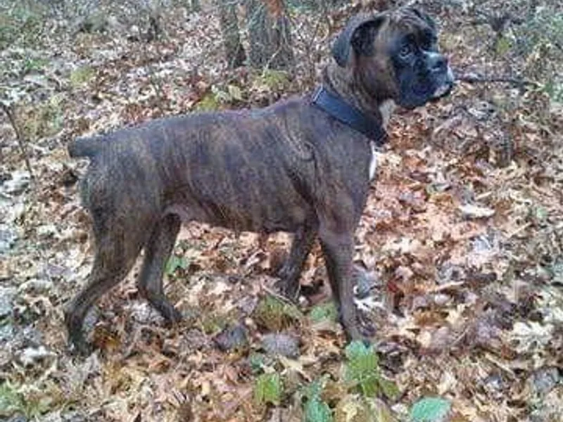 Betty's Breezy Hill Kennels