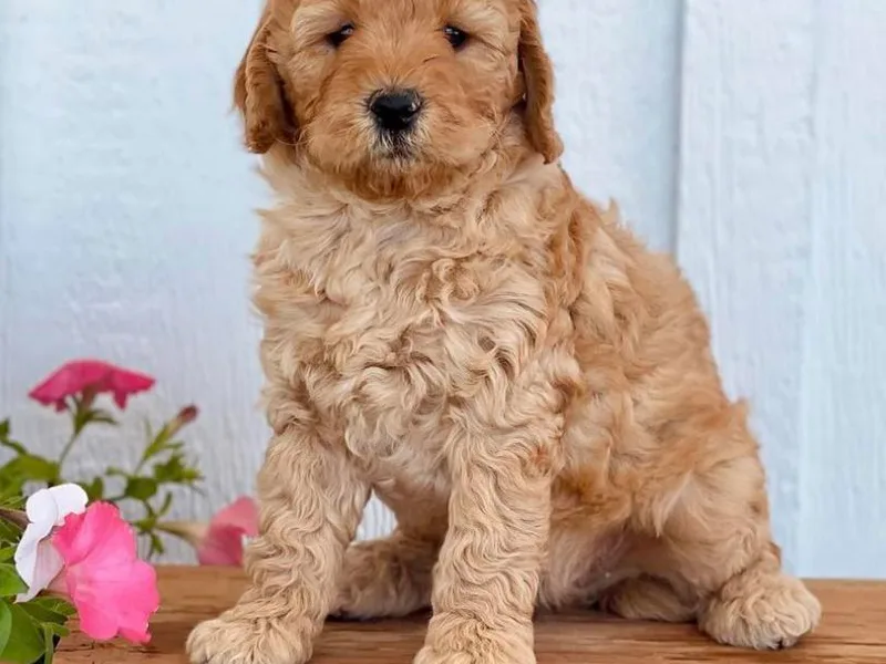 Betty's Goldendoodles