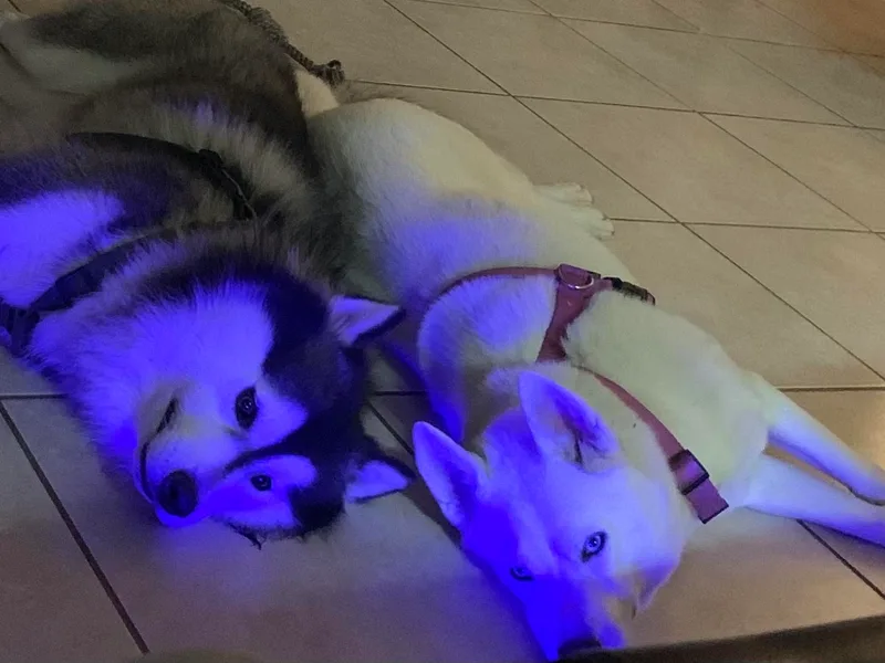 Betty's Huskies
