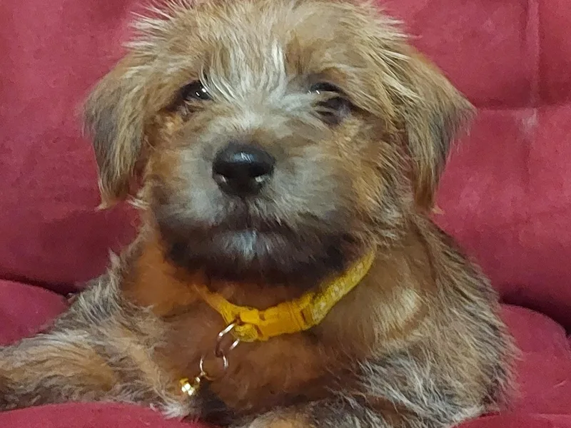 Betty's Norfolk Terriers