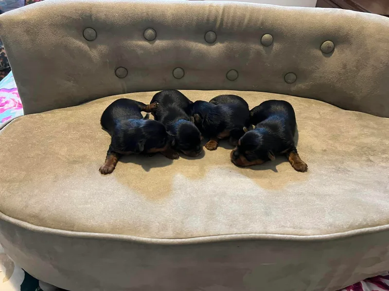 Betty's Precious Babies