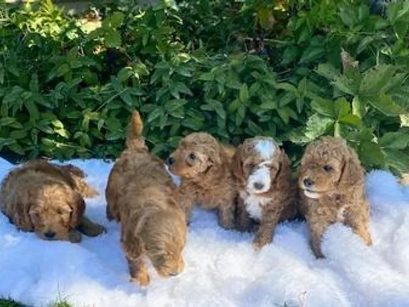 Bevans Goldendoodles