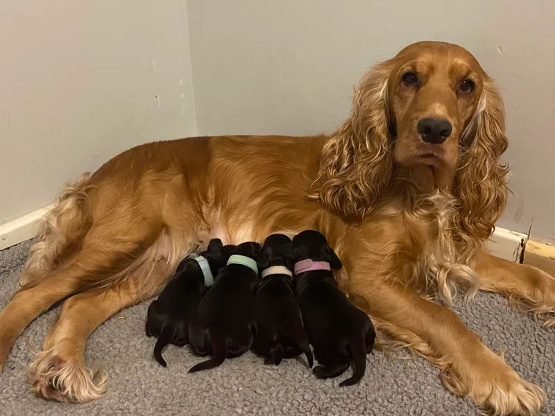 Beverley Phillips's Cocker Spaniels photo 1