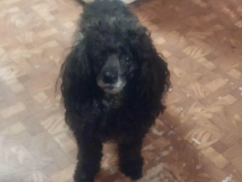 Beverly Deornellis's Poodles