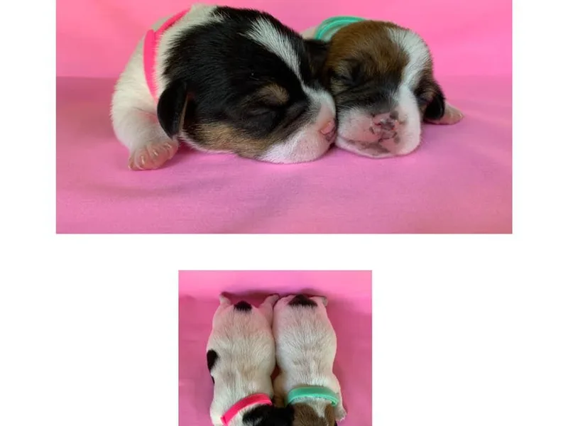 Beverly Jack Russells photo 1