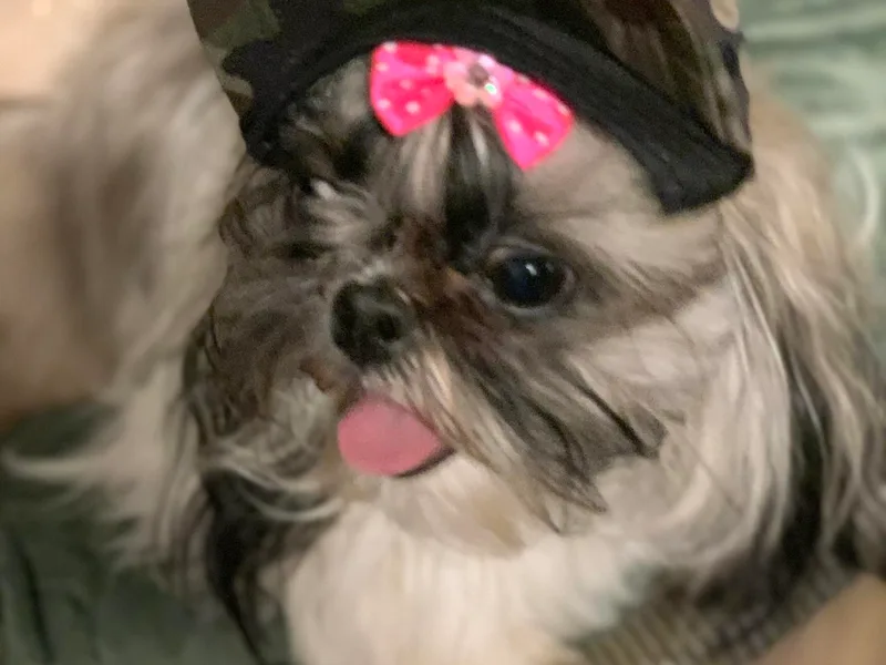Beverly's Heart Shih Tzu