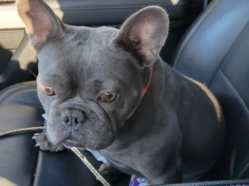 Beverlyhills Frenchie's