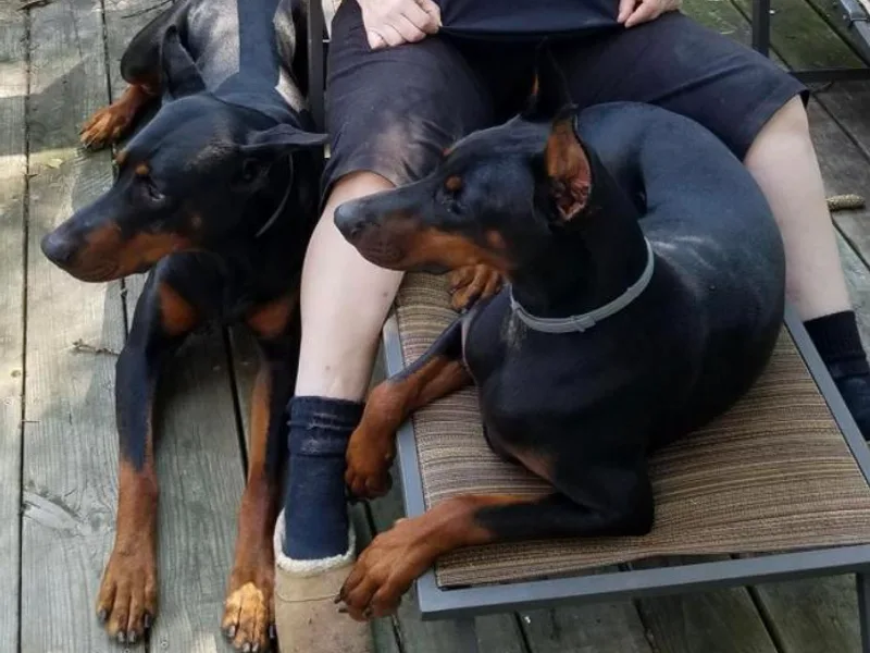 Beverwijck Dobermans
