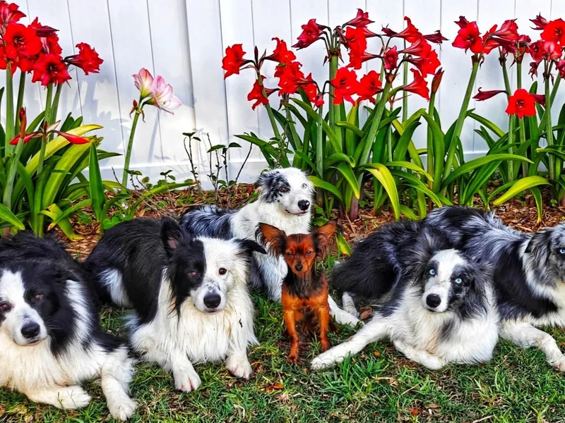 Beyond Border Collies