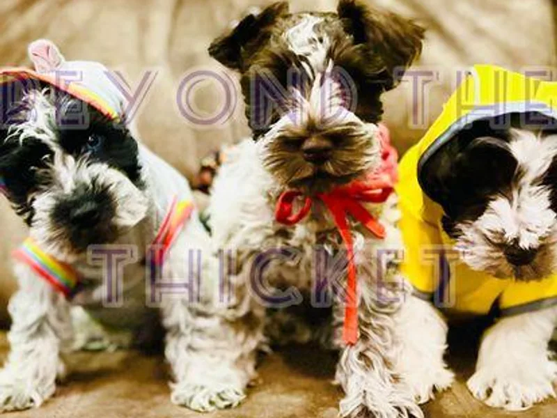 Beyond the Thicket Schnauzers