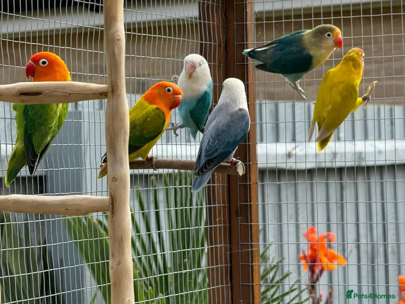 BFB LOVEBIRDS photo 1