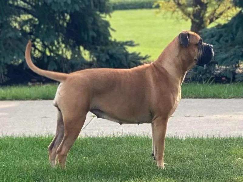 BGBULLMASTIFFS