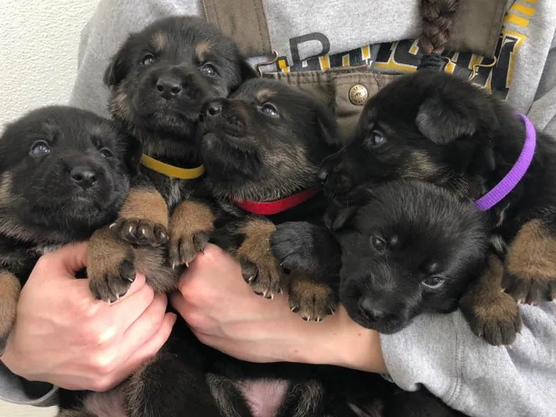 BGM German Shepherds