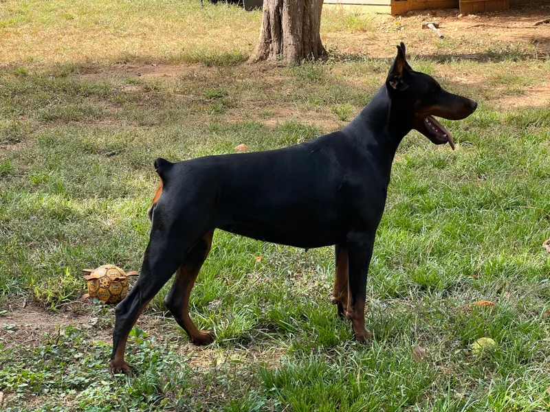 Bhon Mhuir Dobermanns