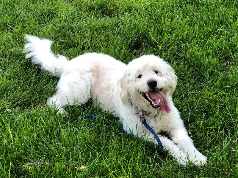 Bianca Bleu Goldendoodles