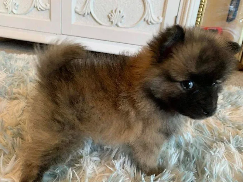 Bianca's Pomeranians