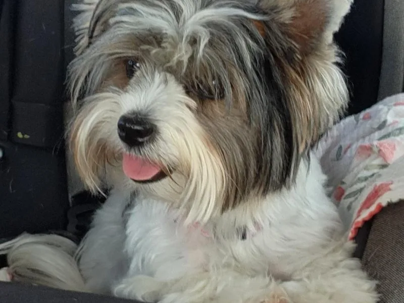 Bibeau's Biewer Terriers