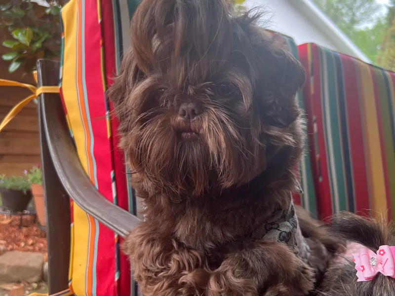 Bibi’s Exclusive Shih Tzus